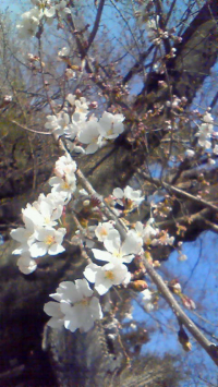 桜