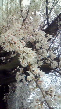 桜