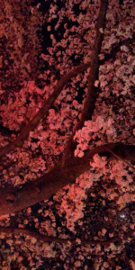夜桜