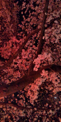 夜桜