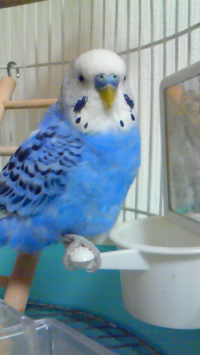 幸せの青い鳥♪