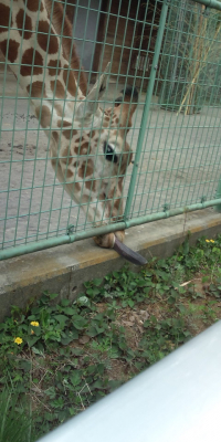 動物園３