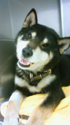 ‱・‱・迷い犬‱・‱・