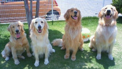 ‱・‱犬の幼稚園‱・‱