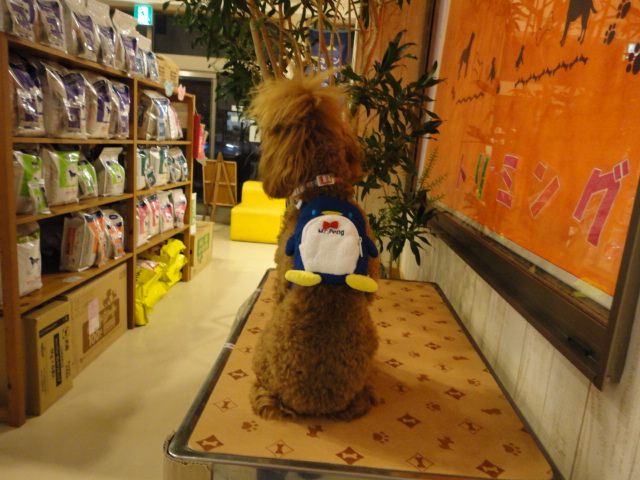 ‱・‱ ペンギン‱・‱