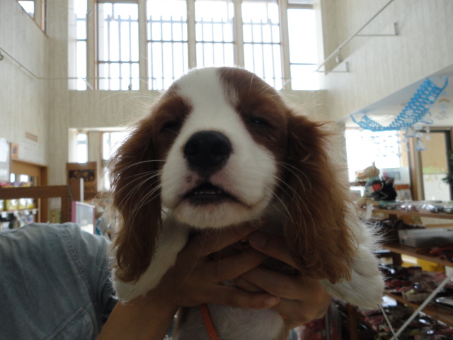 （Ｕ・×・Ｕ）パピー☆