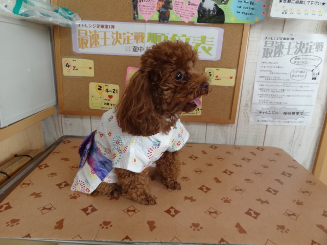 かわいいトイ・プードルちゃん♪♪