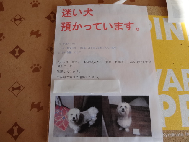 迷い犬預かっています。