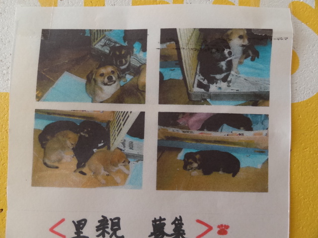 里親募集