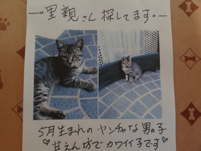 猫ちゃん　里親募集