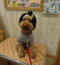 ハロウィン
