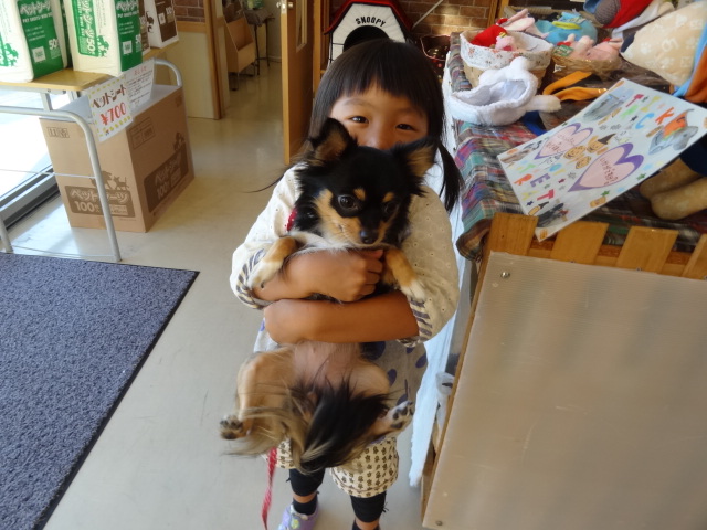 チワワのはなちゃん