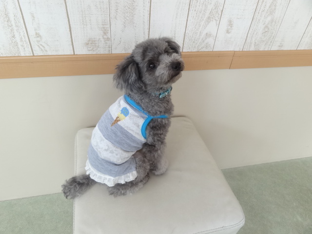 ♫iDOG♫