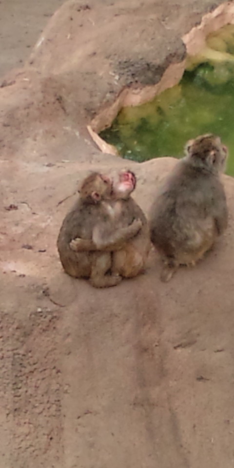 動物園２