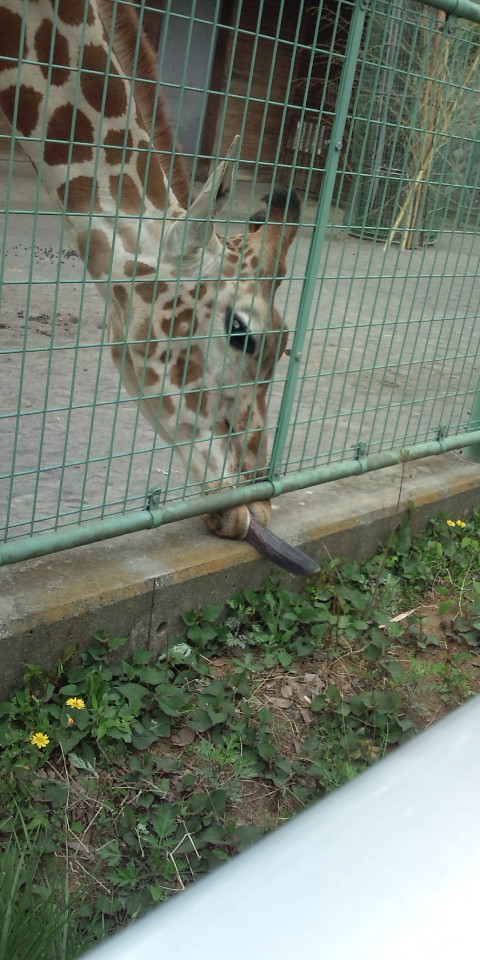 動物園３