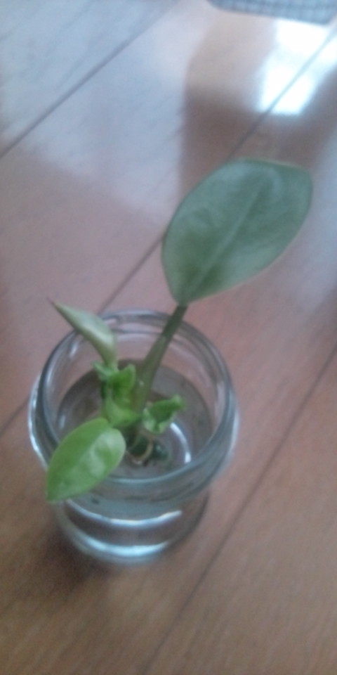 植物