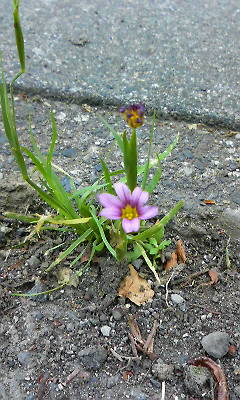 この花ゎ？