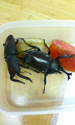 カブトムシくん