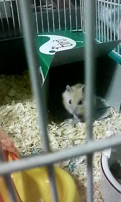 お初ﾃﾞｽ♪きなこﾃﾞｽ♪