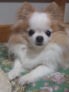☆☆ボンちゃん☆☆