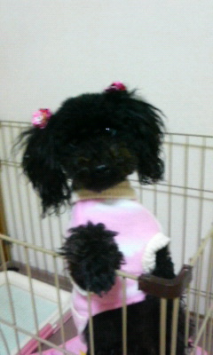 うちの仔ちゃん