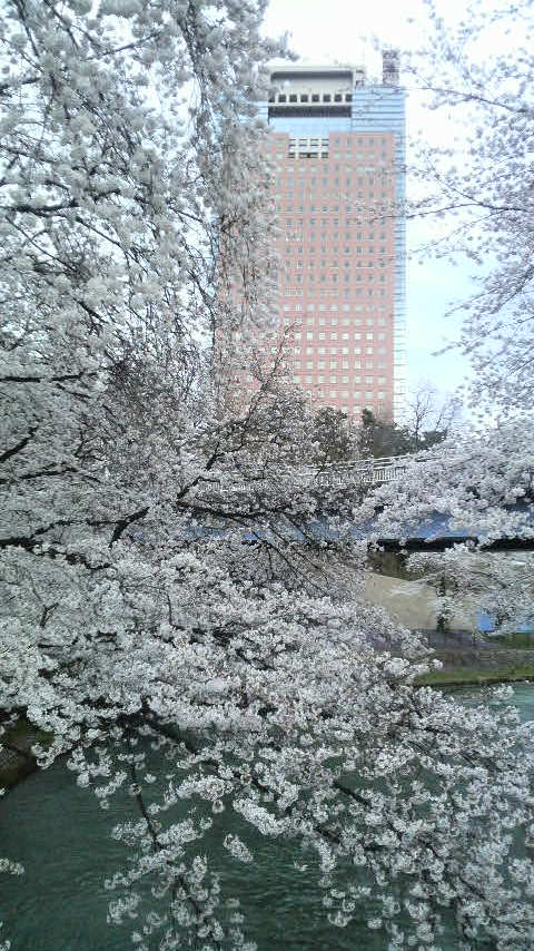 花よりだんご