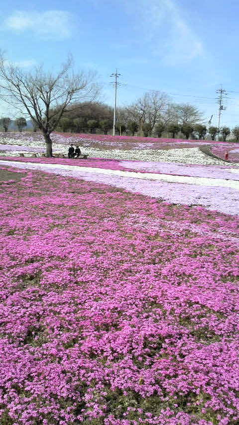 桜は桜でも…