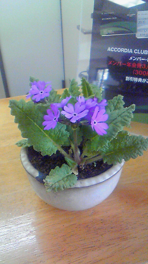 お花ちゃん