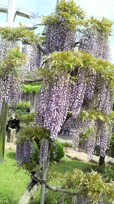 藤の花を見に…