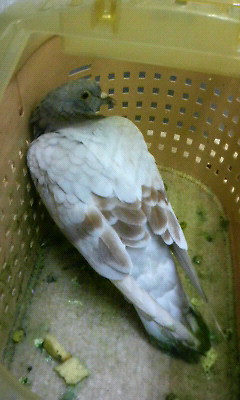 幸福の鳥巣立つ(T-T)