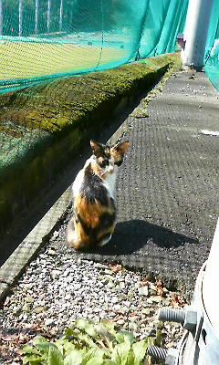 里親探し(*_*)