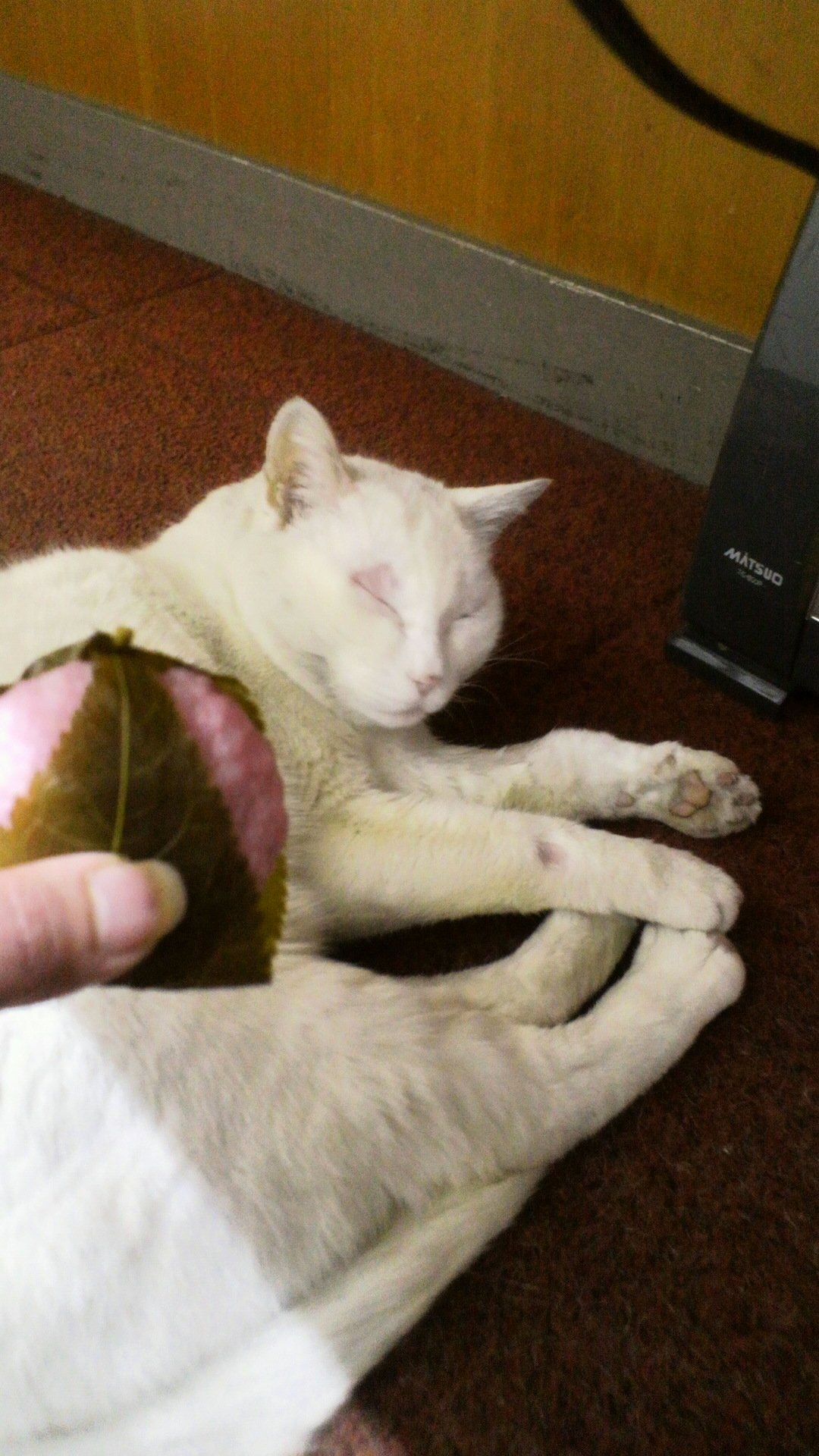 ももの節句