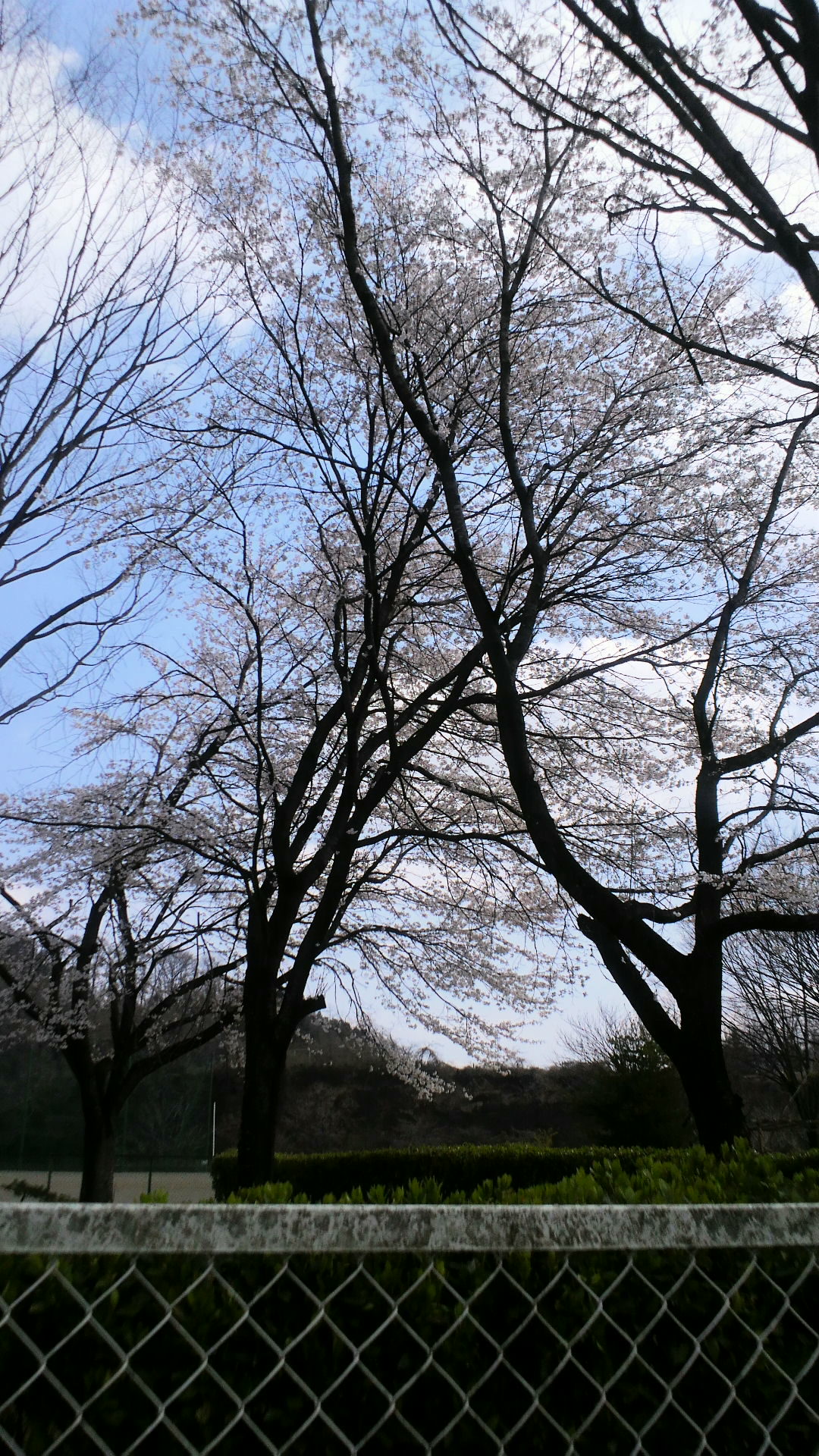 花見日和