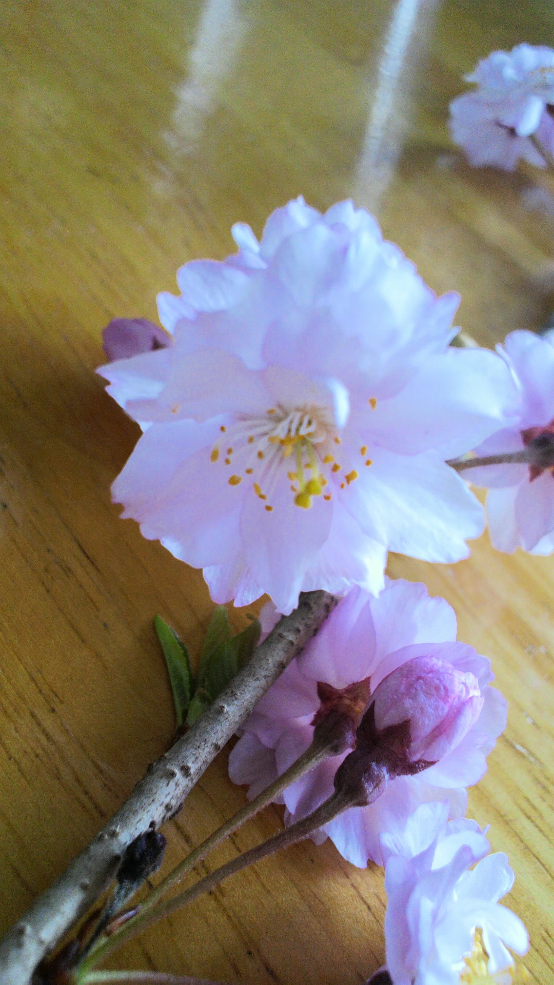 八重桜
