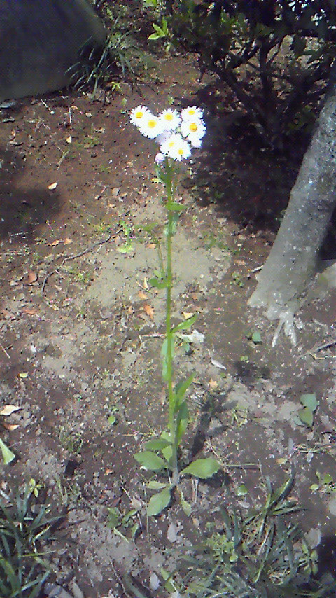 ★雑草魂★