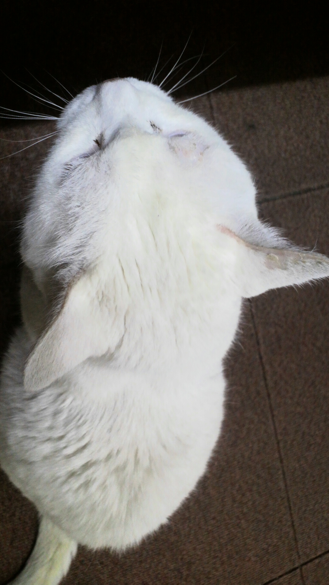 もも様♪