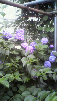 紫陽花