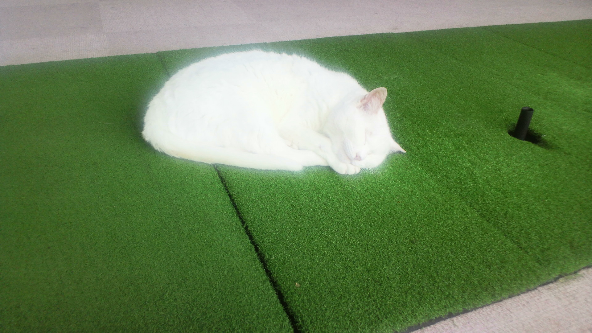 光輝く(^-^)