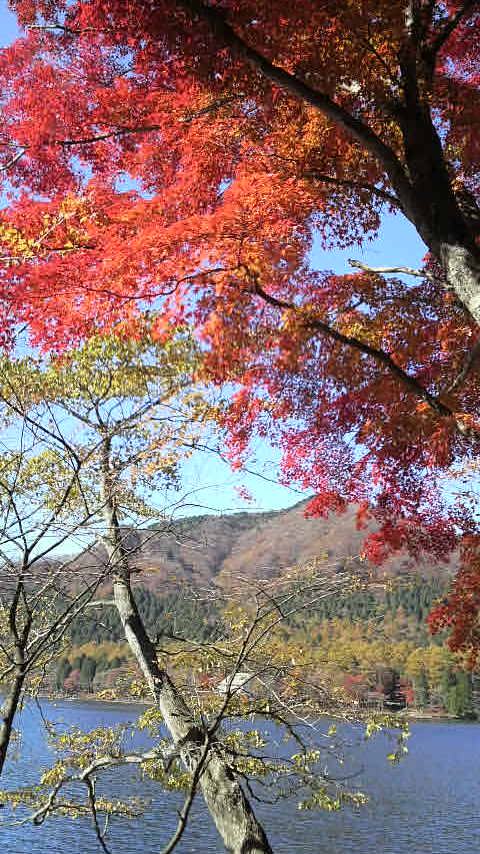 〜紅葉〜