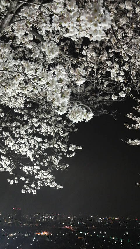 〜夜桜〜