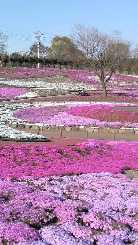 〜芝桜〜