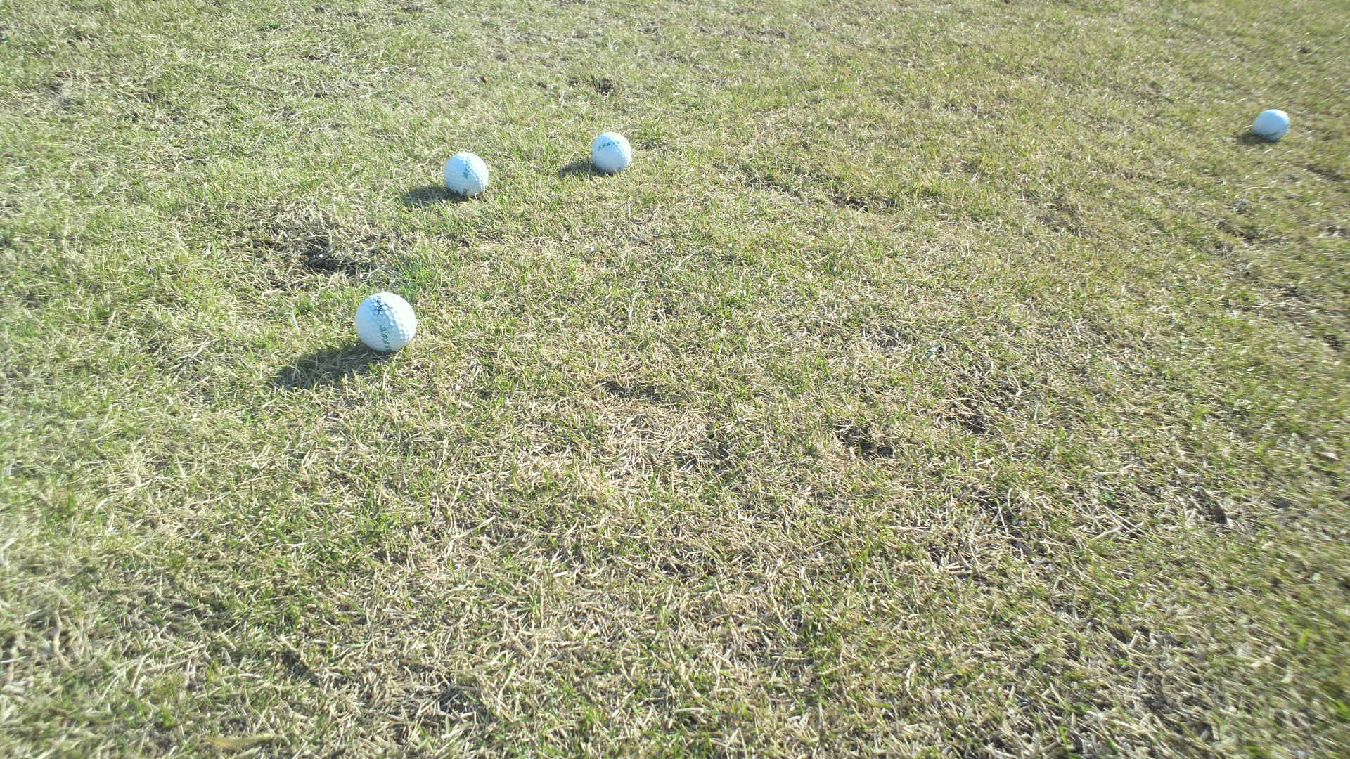 緑になってきた！