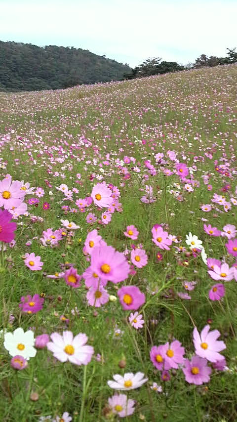コタツでぬくぬく…