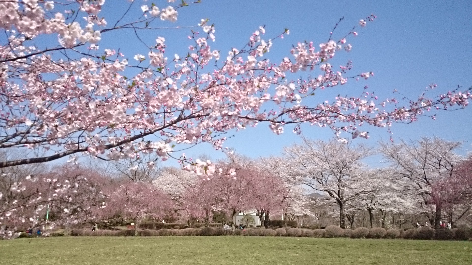 お花見