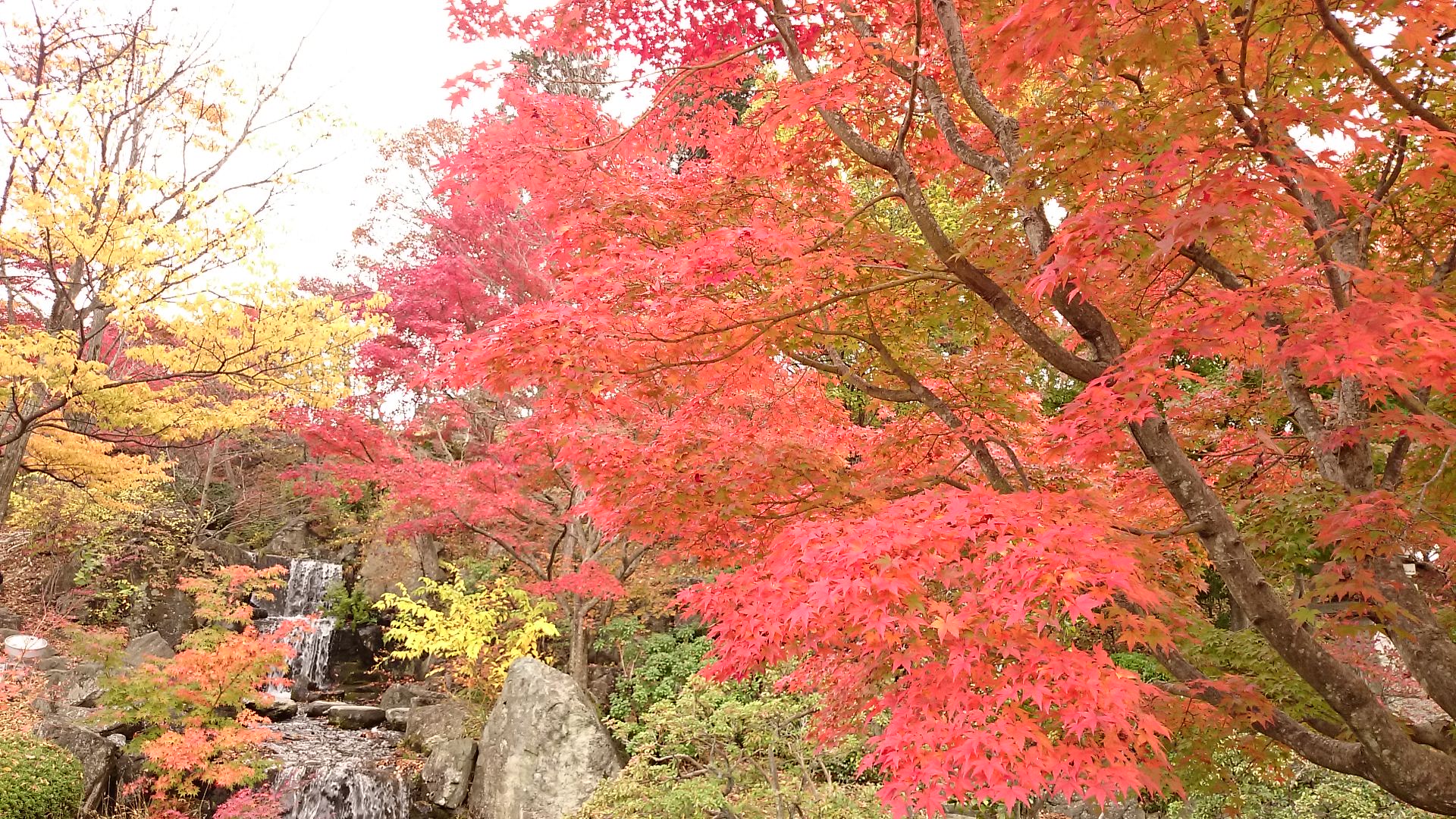 ～紅葉～