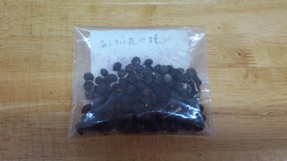 何の種でしょう？(^ｰ^)