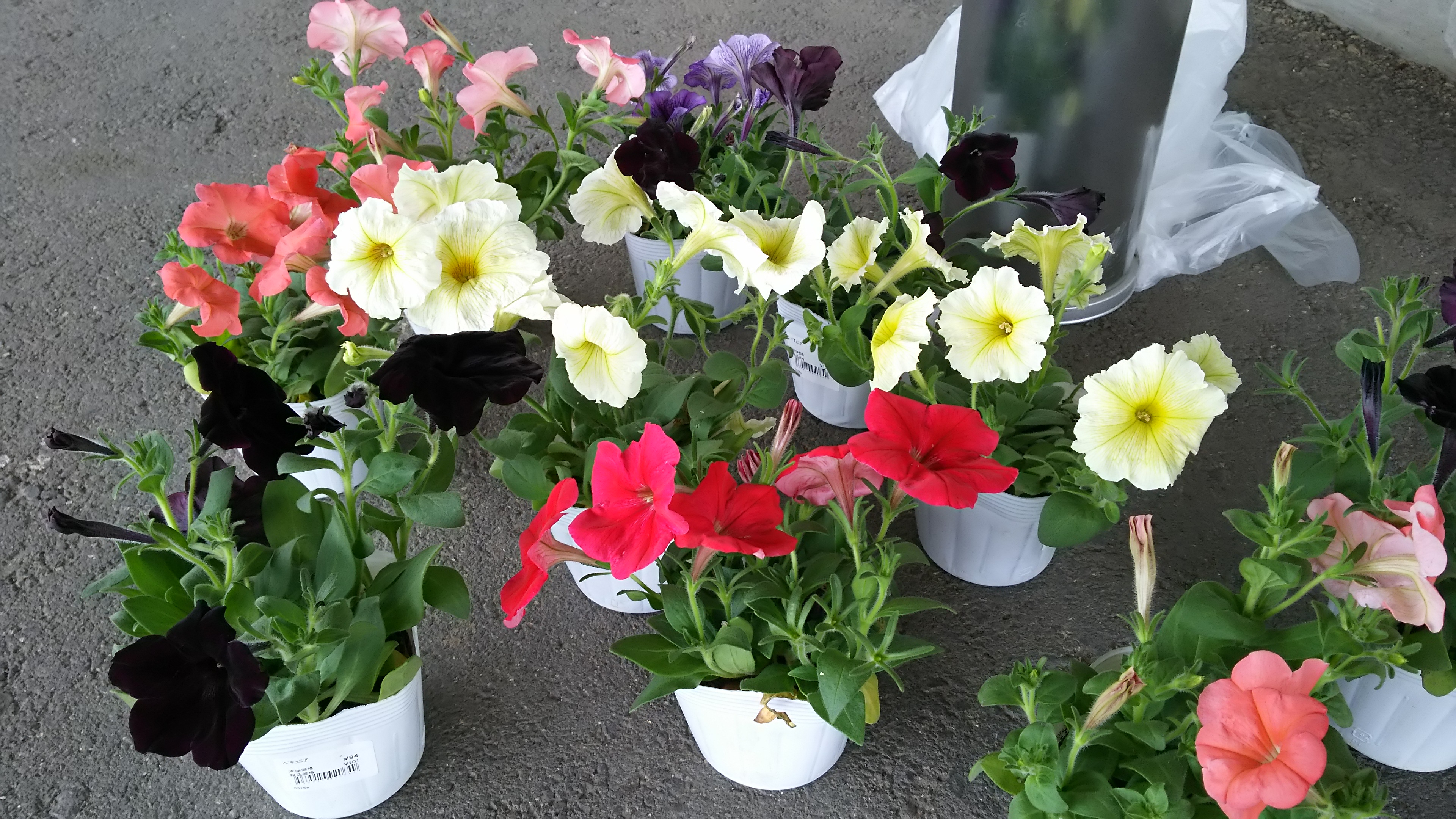 ５月18日