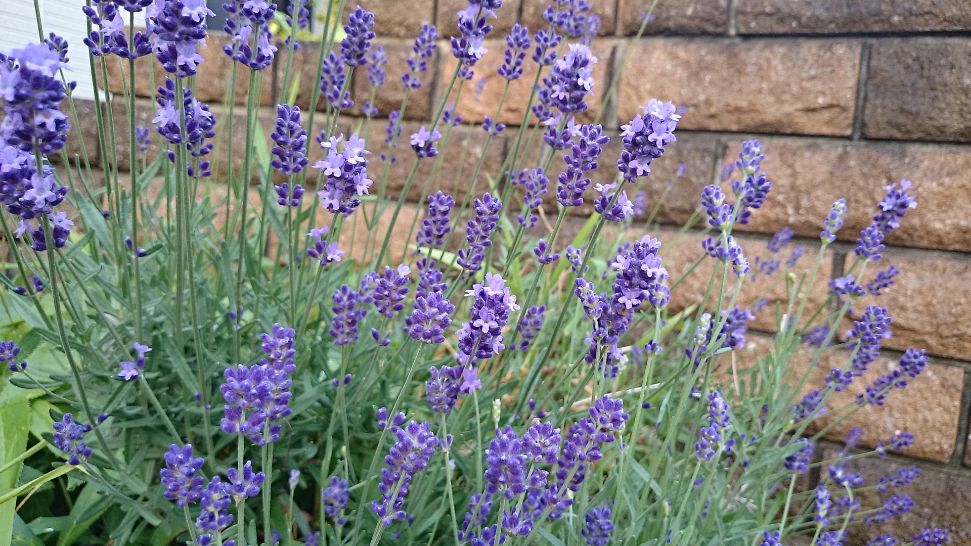 Lavender…