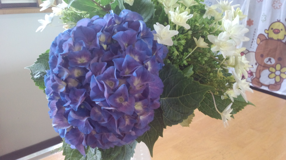 紫陽花