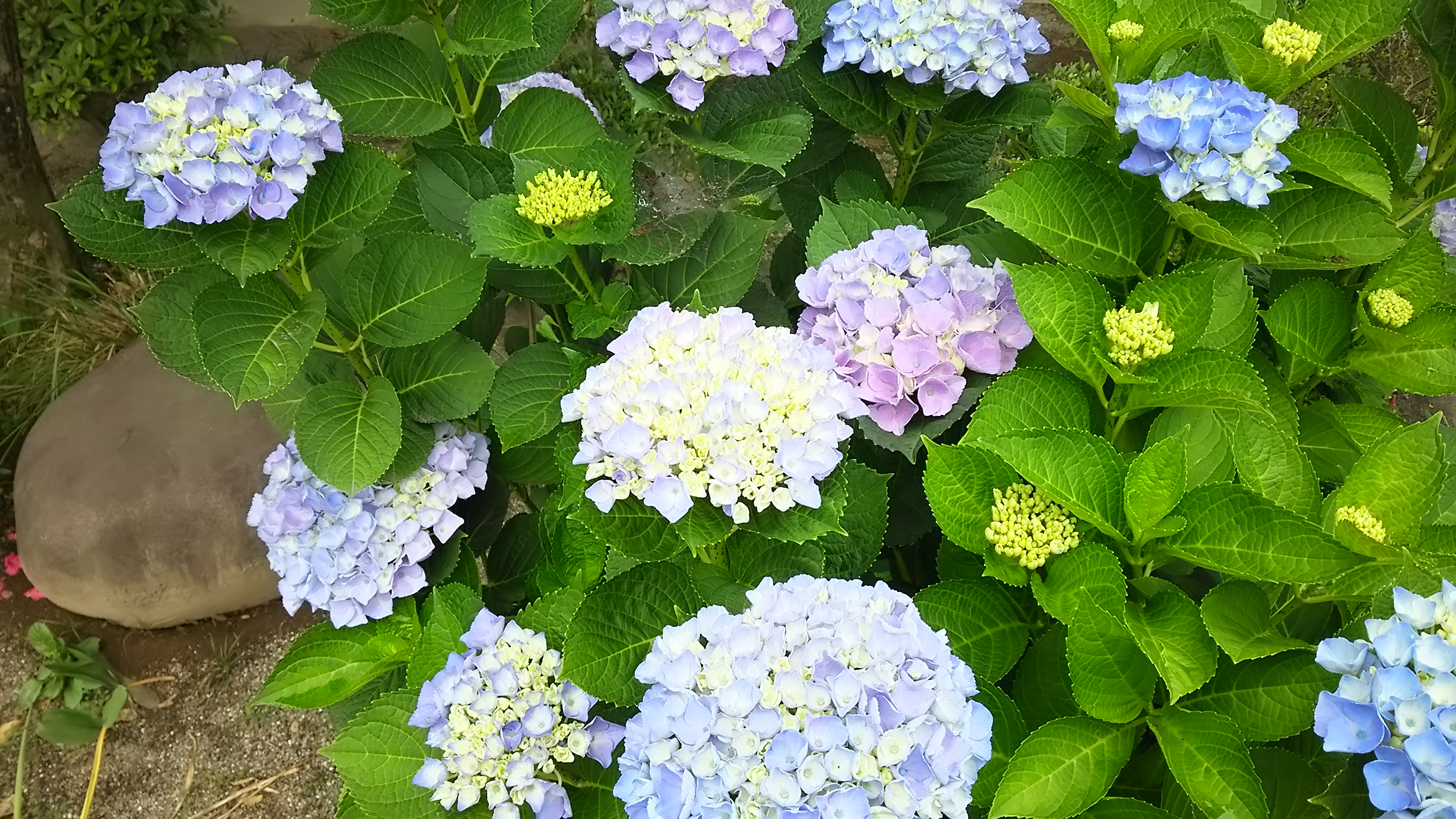 明日は…